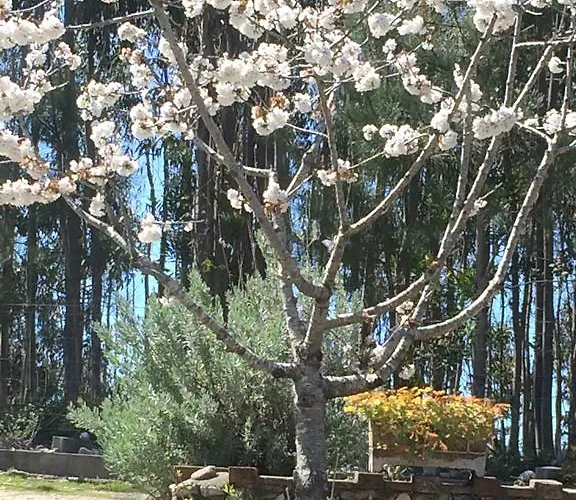 Ecobosque Hébergement de vacances